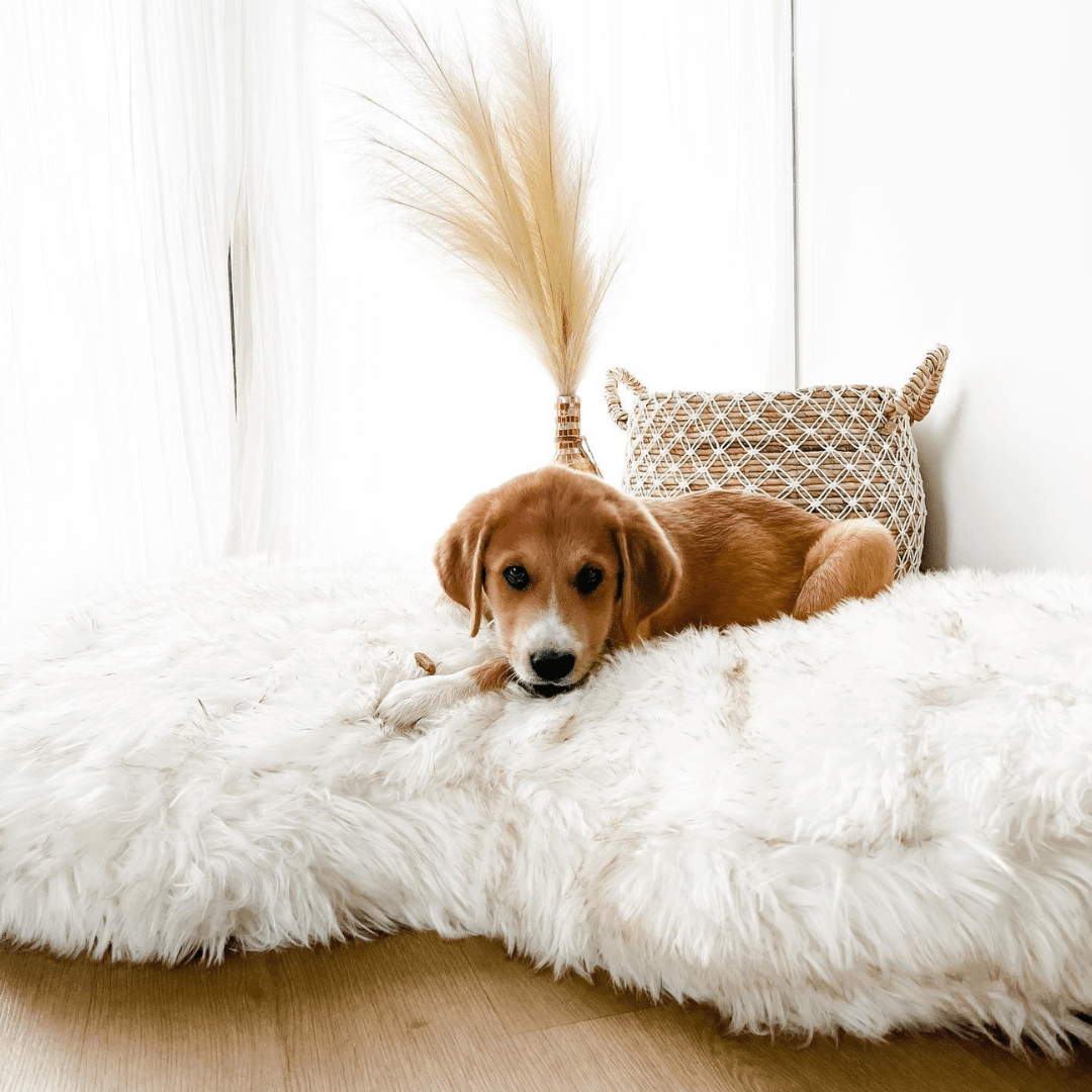 PupCloud™ Faux Fur Memory Foam Dog Bed - Curve White