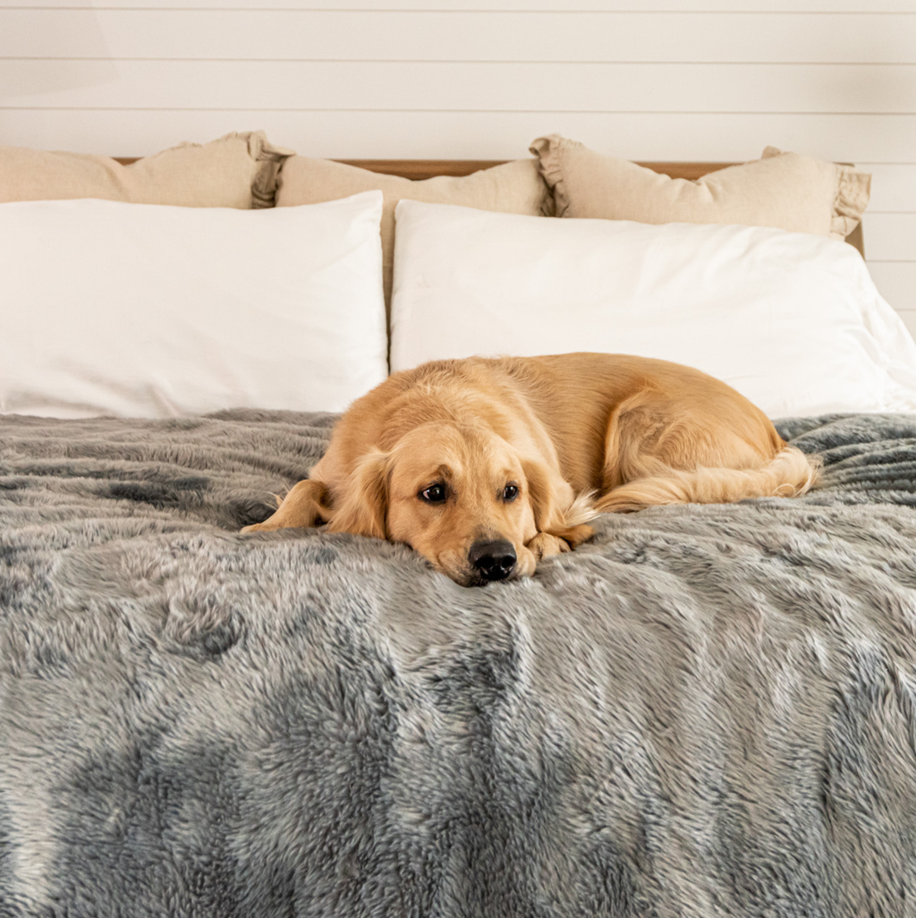 Paw.com x BarkBox PupProtector™ Short Fur Waterproof Throw Blanket - Charcoal Grey