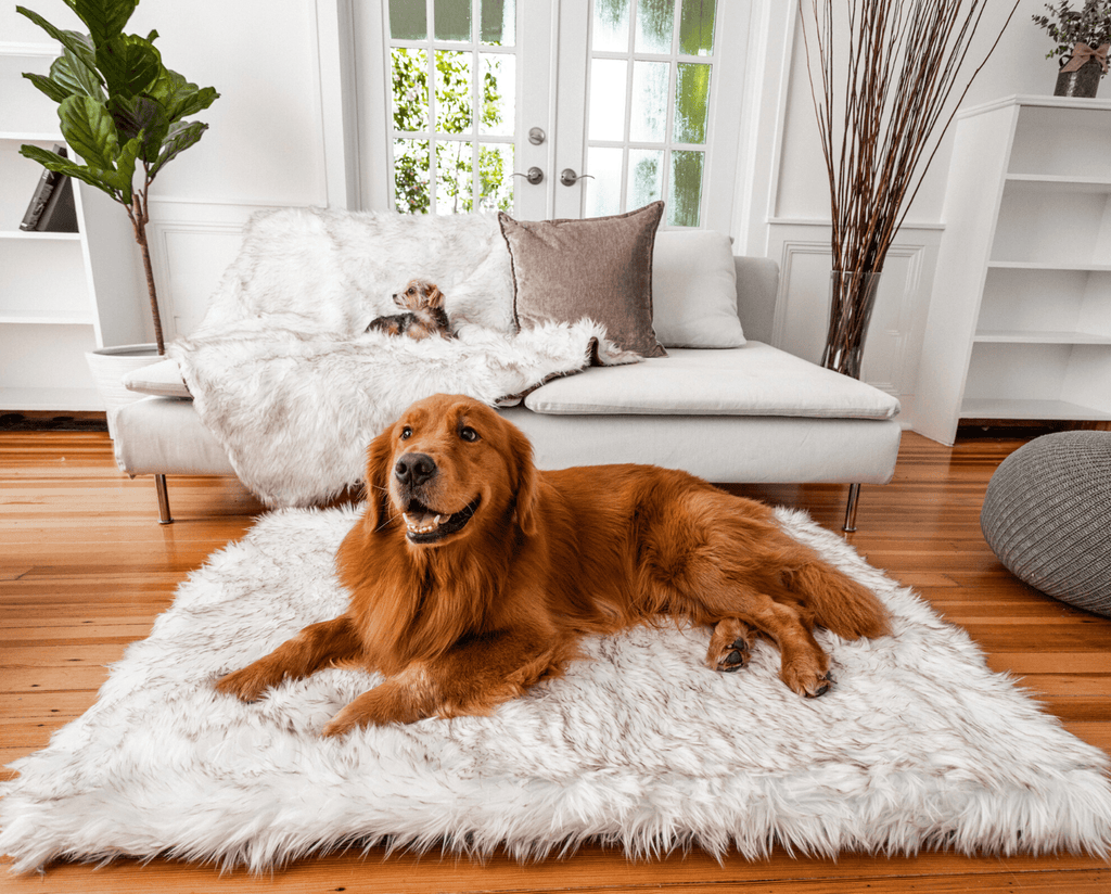 PupRug™ Orthopedic Bed + Matching Waterproof Blanket Bundle - Rectangle White with Brown Accents