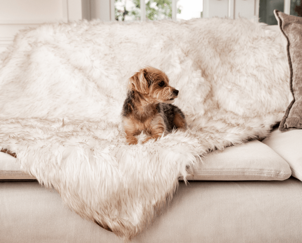 PupRug™ Orthopedic Bed + Matching Waterproof Blanket Bundle - Rectangle White with Brown Accents