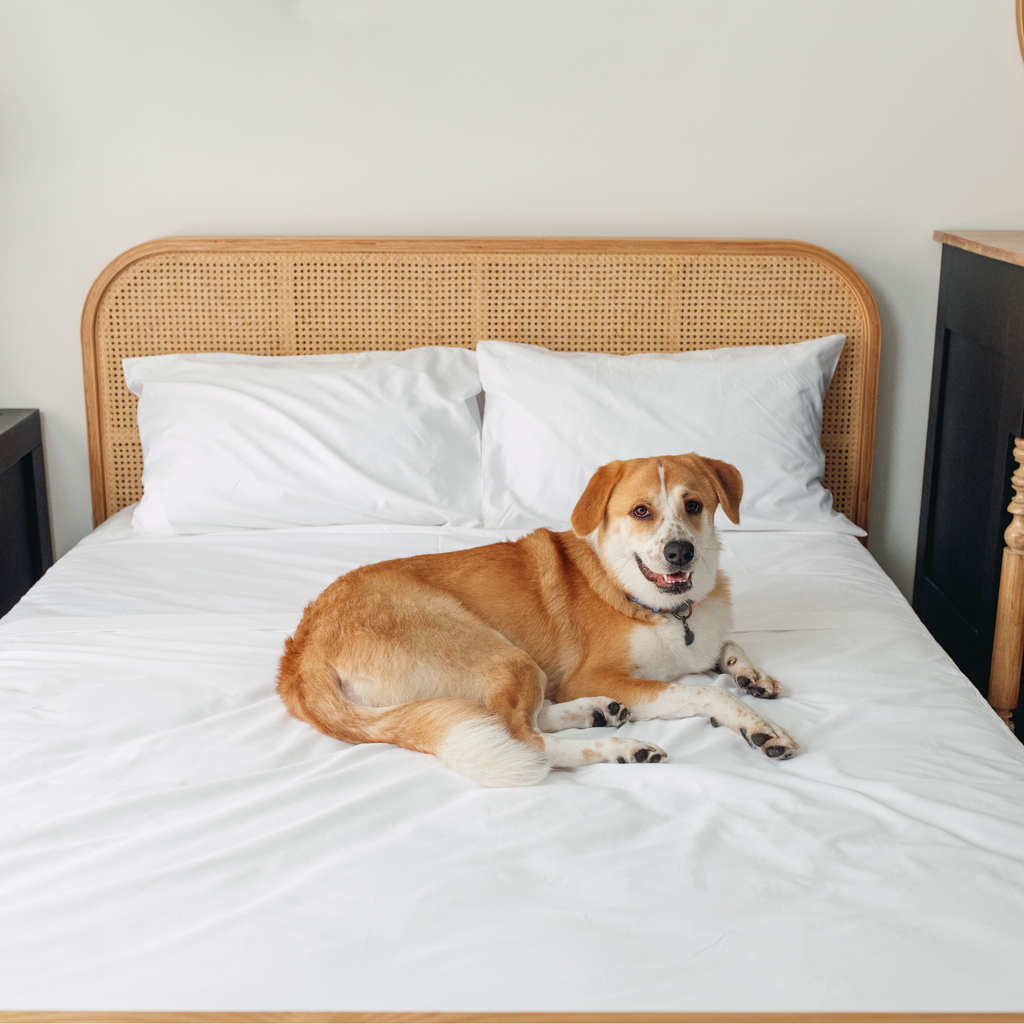 PupSheets™ Hair-Resistant, Antimicrobial, & Cooling Sheet Set + FREE Pet Odor Eliminator Spray