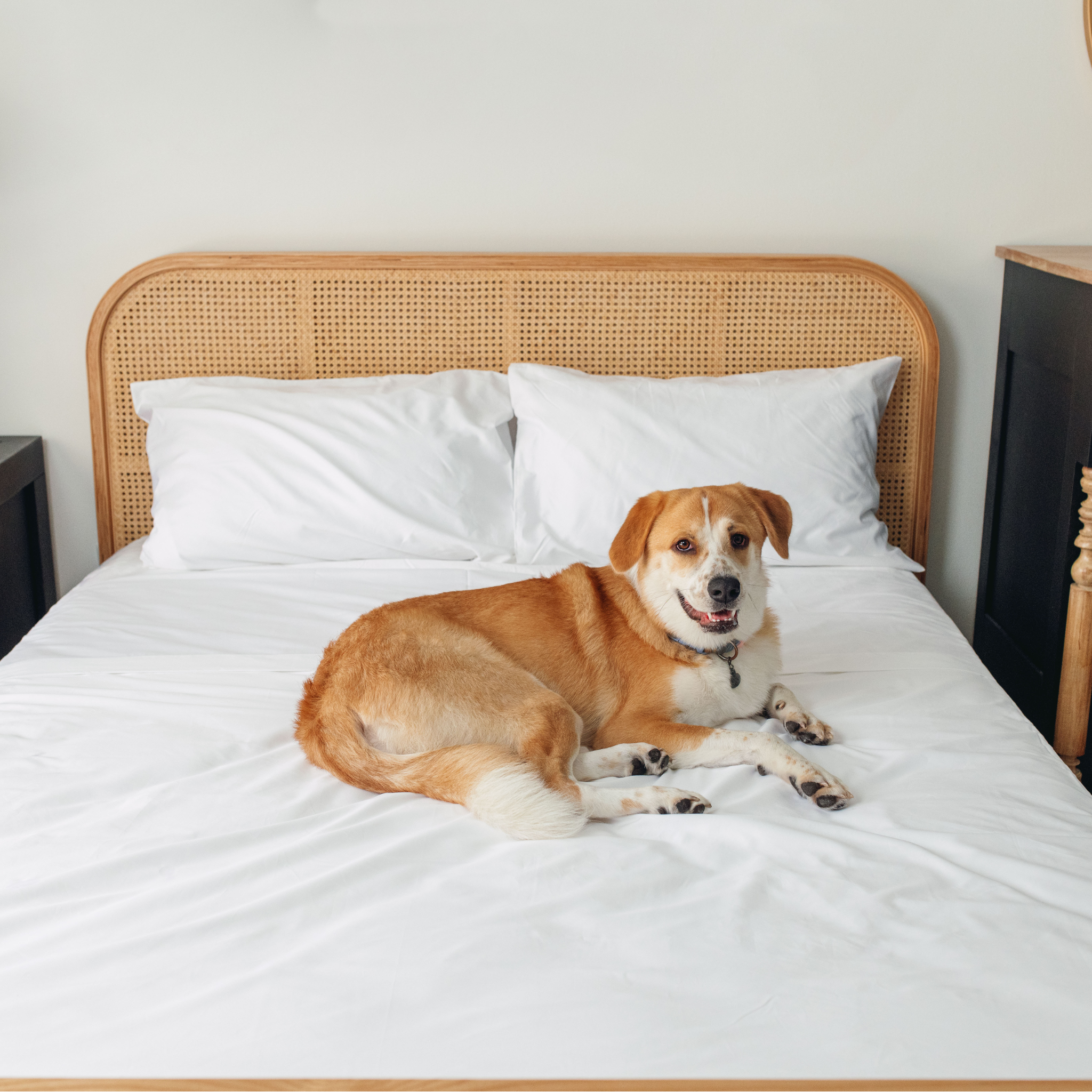 PupSheets™ Hair-Resistant, Antimicrobial, & Cooling Sheet Set + FREE Pet Odor Eliminator Spray