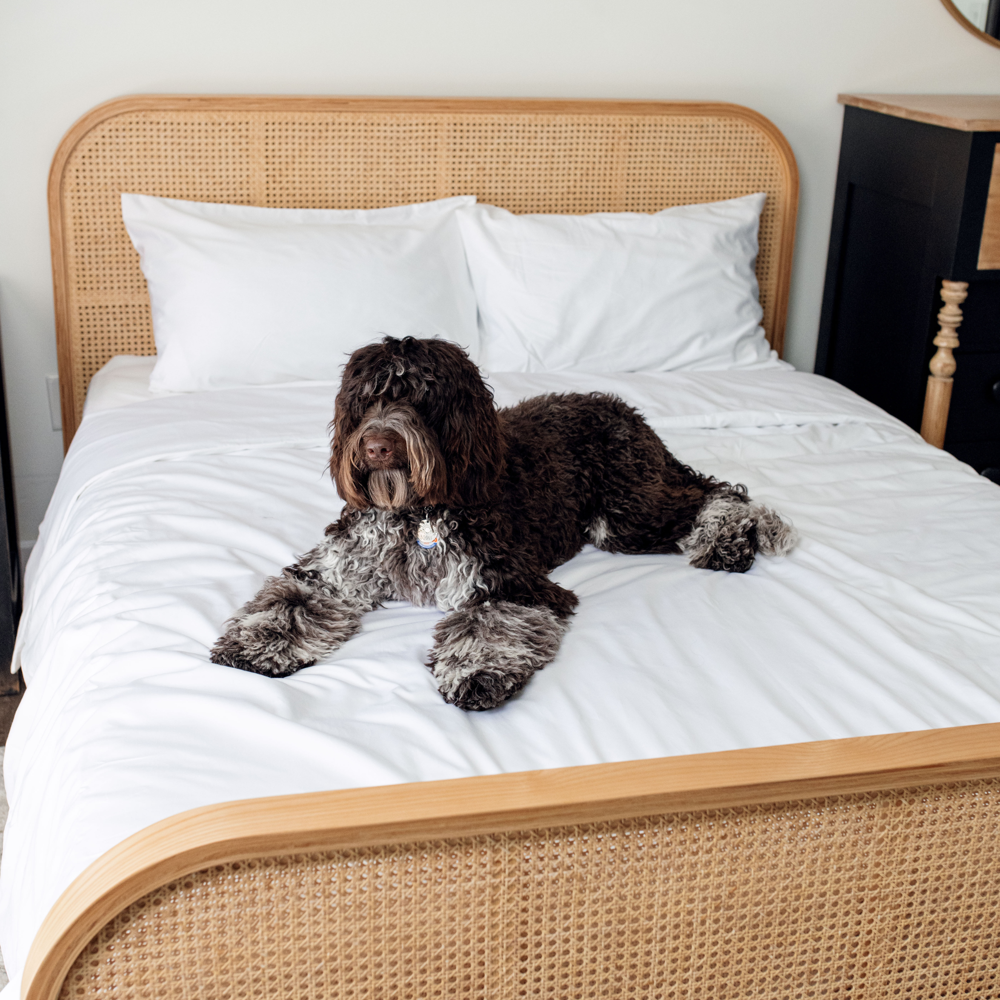 PupSheets™ Hair Resistant, Antimicrobial & Cooling Duvet Cover and Sheet Set Bundle - White