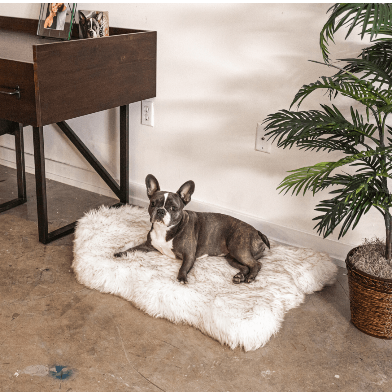 Paw.com x BarkBox PupRug™ Faux Fur Orthopedic Dog Bed - White with Brown Accents