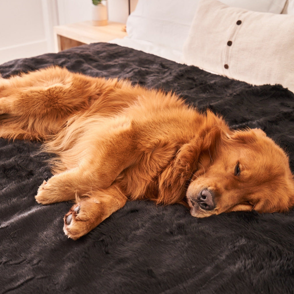 Paw.com x BarkBox PupProtector™ Short Fur Waterproof Throw Blanket - Midnight Black
