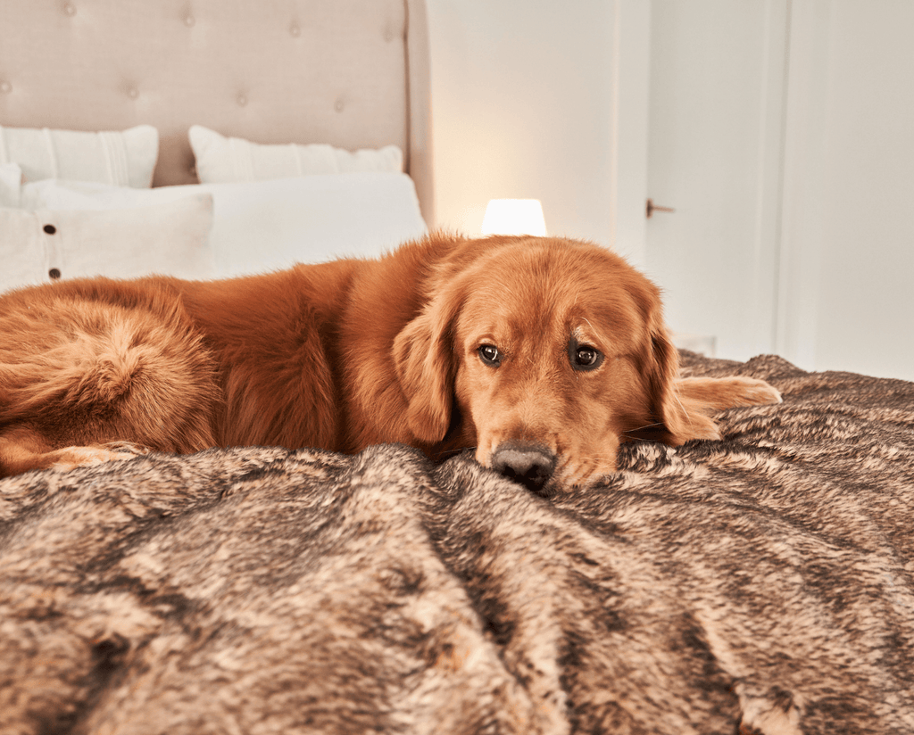 Paw.com x BarkBox PupProtector™ Short Fur Waterproof Throw Blanket - Sable Tan