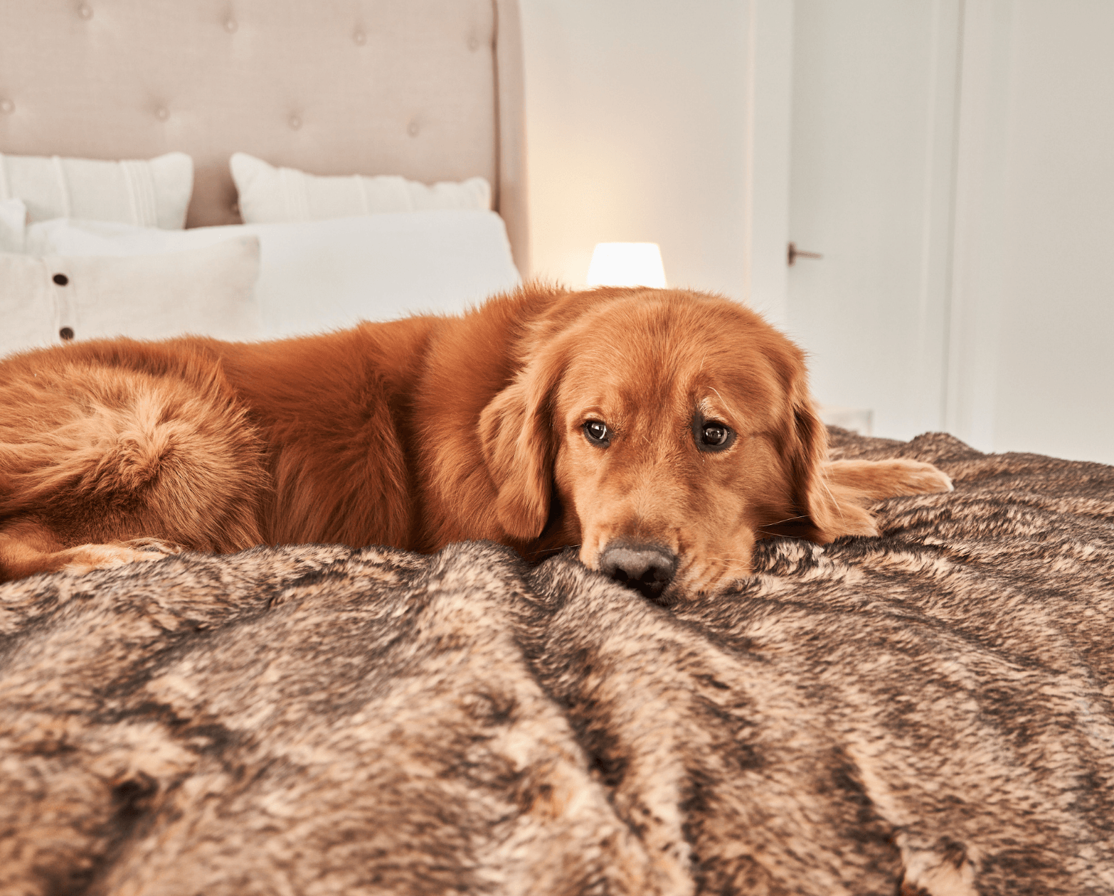 Paw.com x BarkBox PupProtector™ Short Fur Waterproof Throw Blanket - Sable Tan