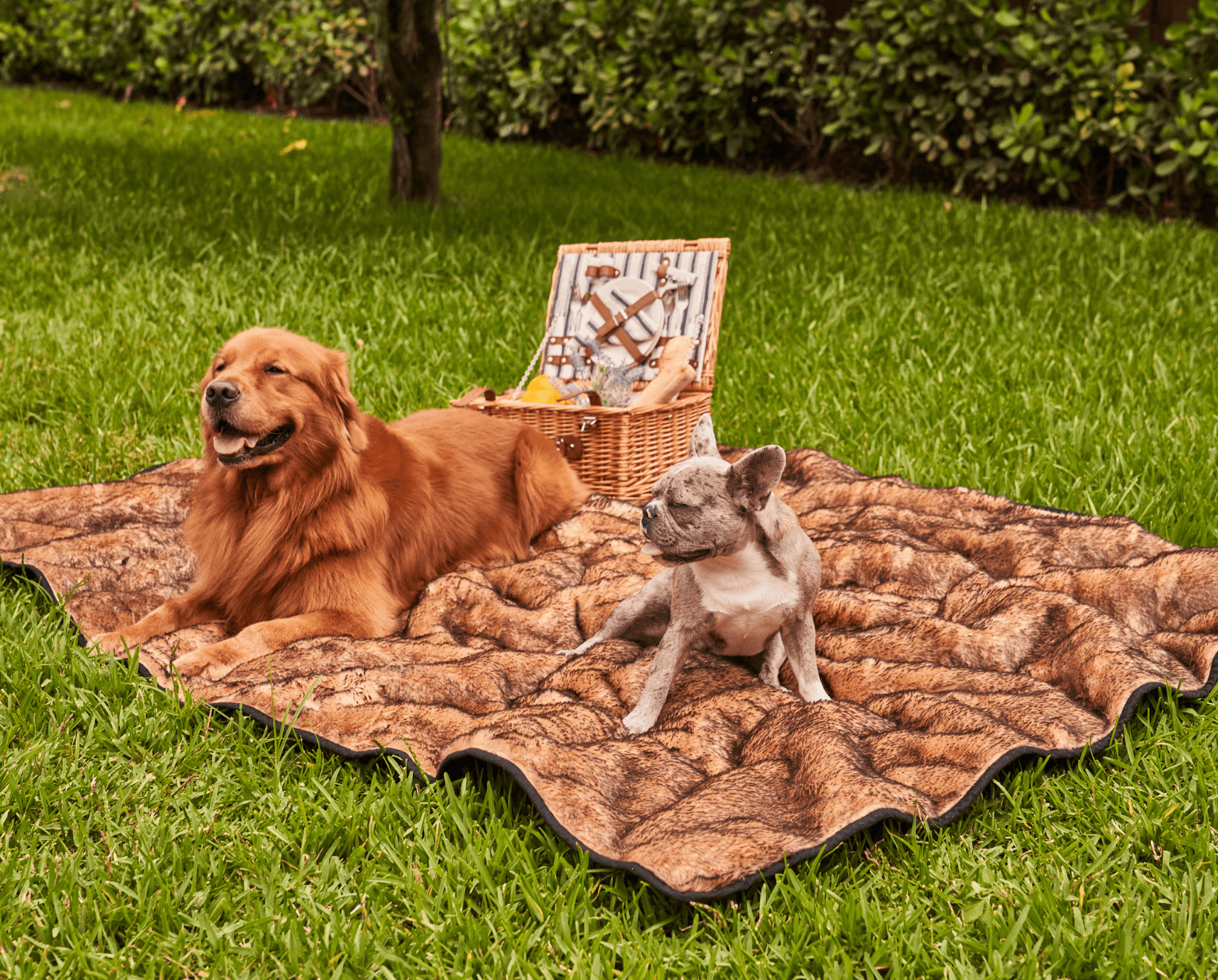Paw.com x BarkBox PupProtector™ Short Fur Waterproof Throw Blanket - Sable Tan